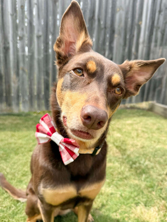 Christmas Pet Bow Ties